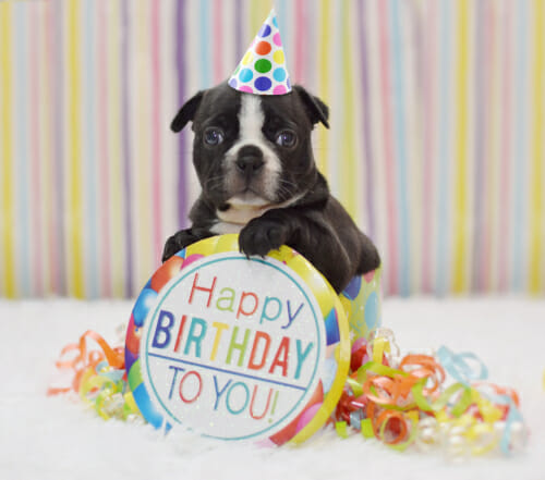 30 Great Ideas For A Puppy Themed Birthday Party Best Choice Reviews